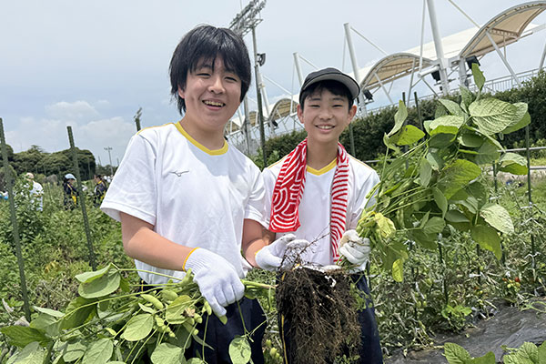 日大藤沢の農業実習の様子。大豆を収穫している。